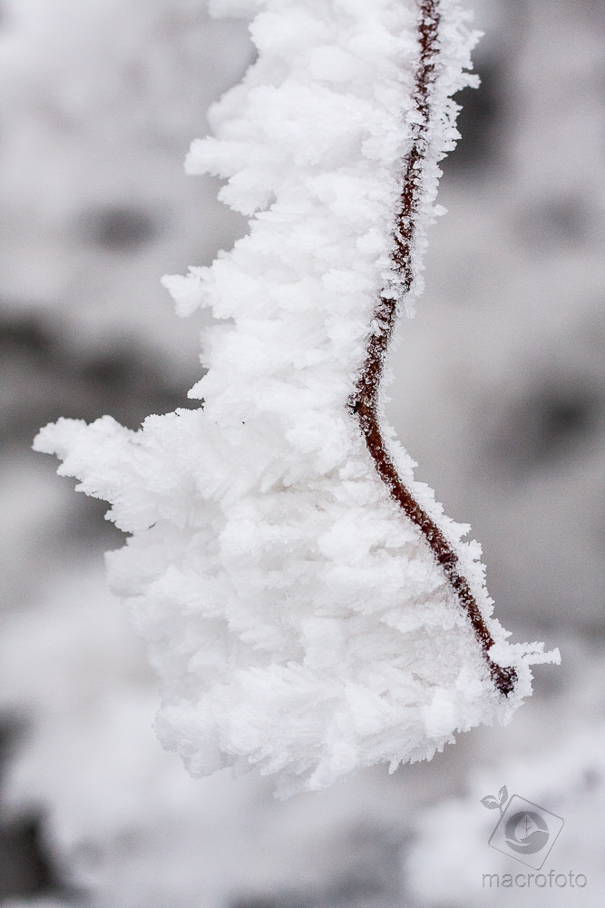 Canon EF 100mm F2.8L Macro IS USM sample photo. Winter photography