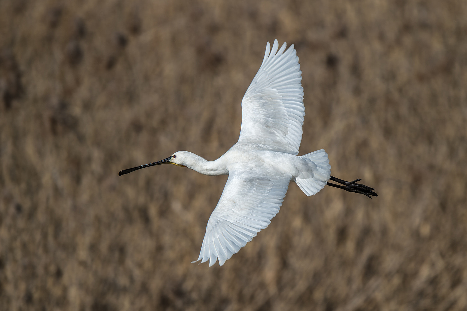 Nikon AF-S Nikkor 600mm F4E FL ED VR sample photo. Spoonbill photography