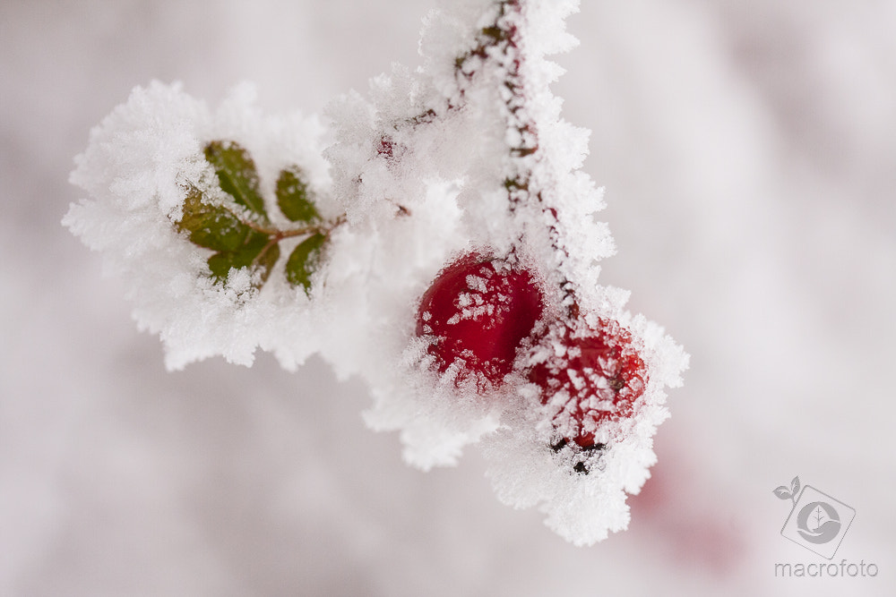 Canon EF 100mm F2.8L Macro IS USM sample photo. Winter photography