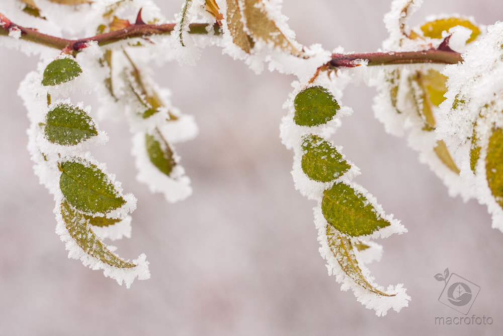 Canon EF 100mm F2.8L Macro IS USM sample photo. Winter photography