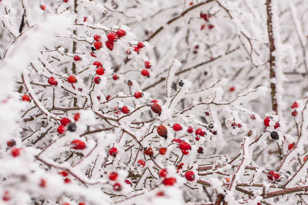 Canon EF 100mm F2.8L Macro IS USM sample photo. Winter photography