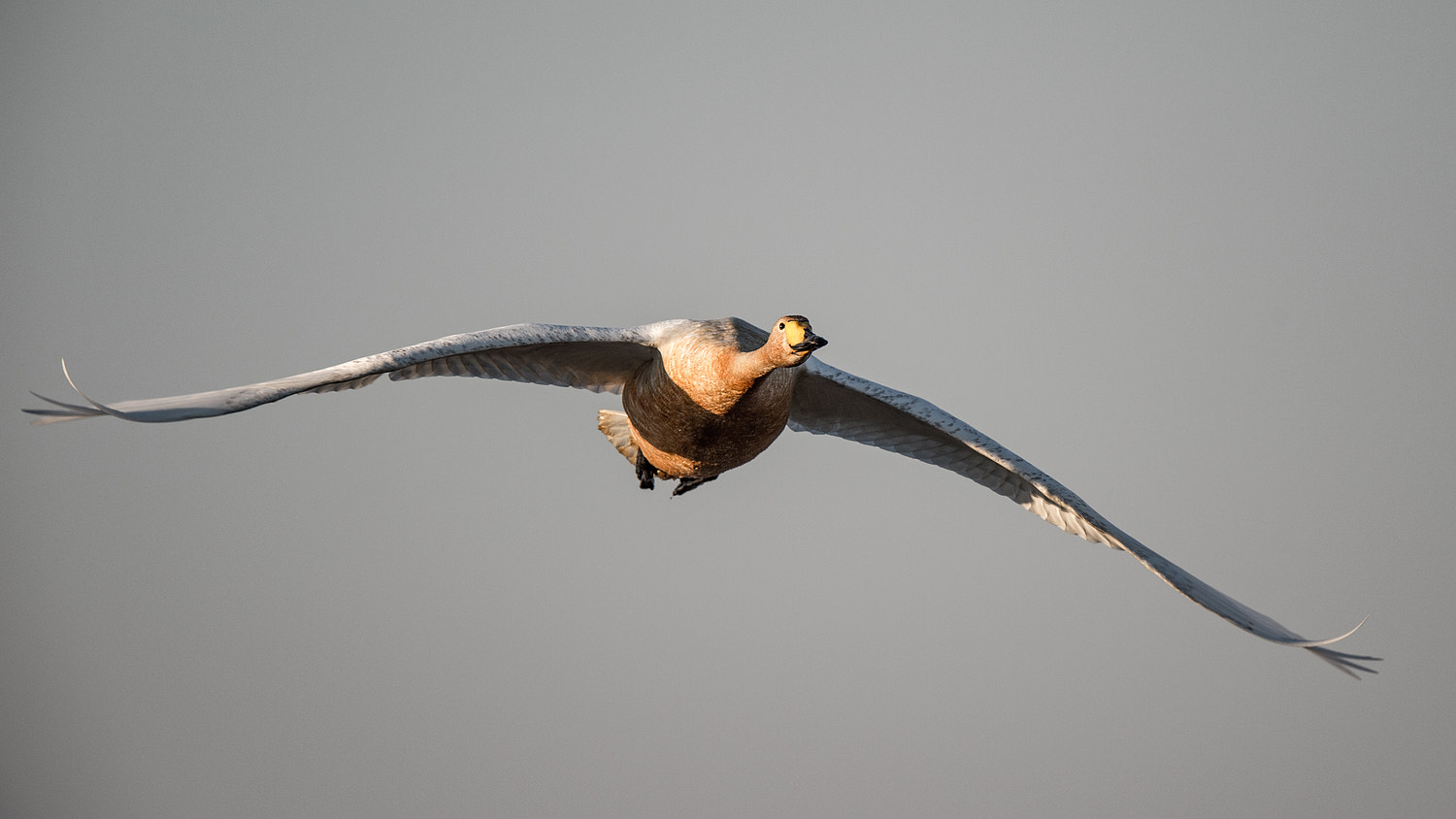 Nikon AF-S Nikkor 600mm F4E FL ED VR sample photo. I am flying photography