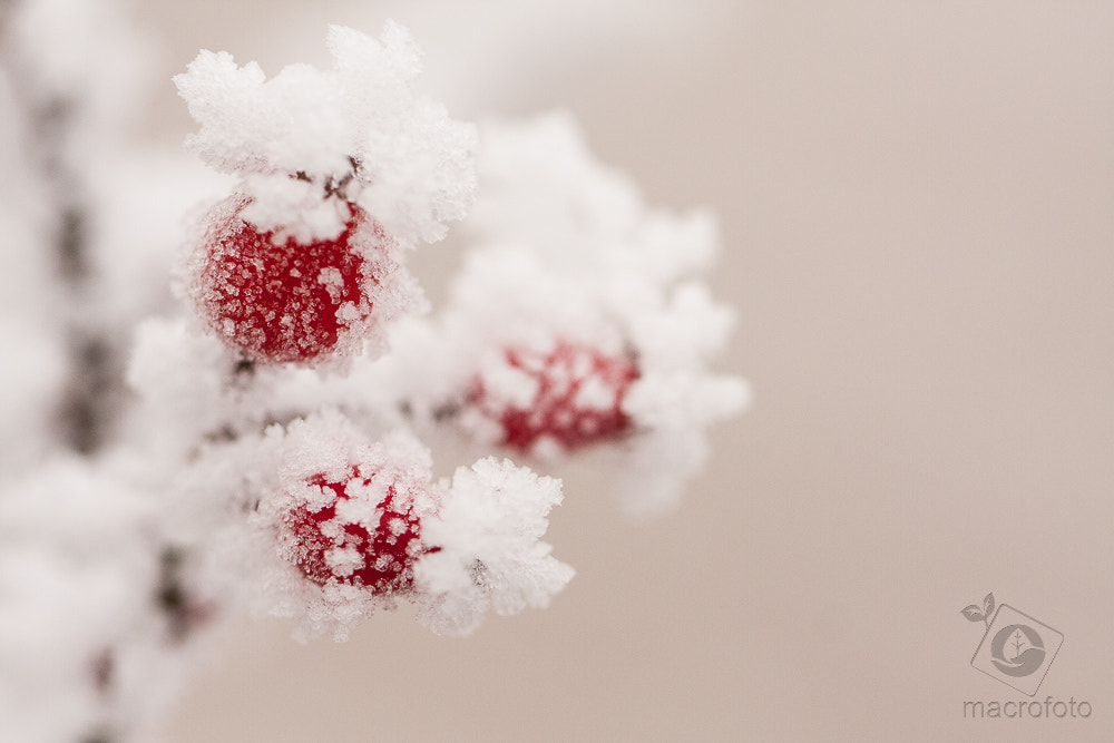 Canon EF 100mm F2.8L Macro IS USM sample photo. Winter photography