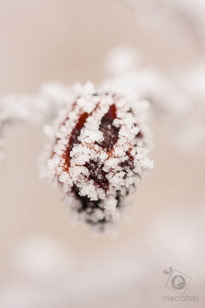 Canon EF 100mm F2.8L Macro IS USM sample photo. Winter photography