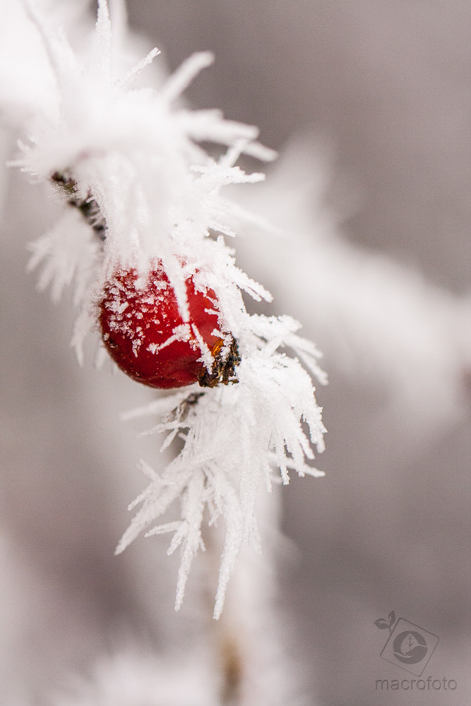 Canon EF 100mm F2.8L Macro IS USM sample photo. Winter photography