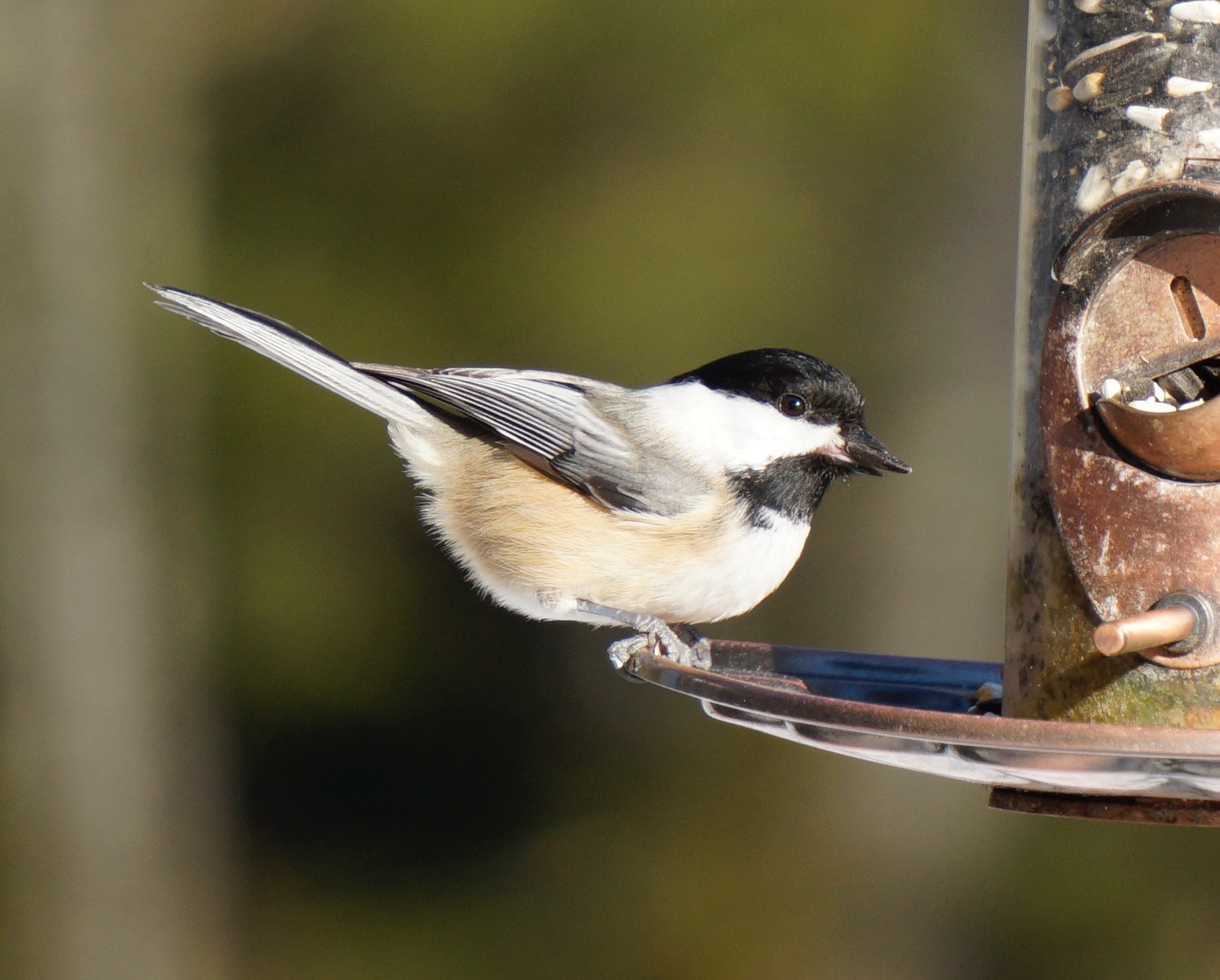 Sony E 55-210mm F4.5-6.3 OSS sample photo. My winter submission photography