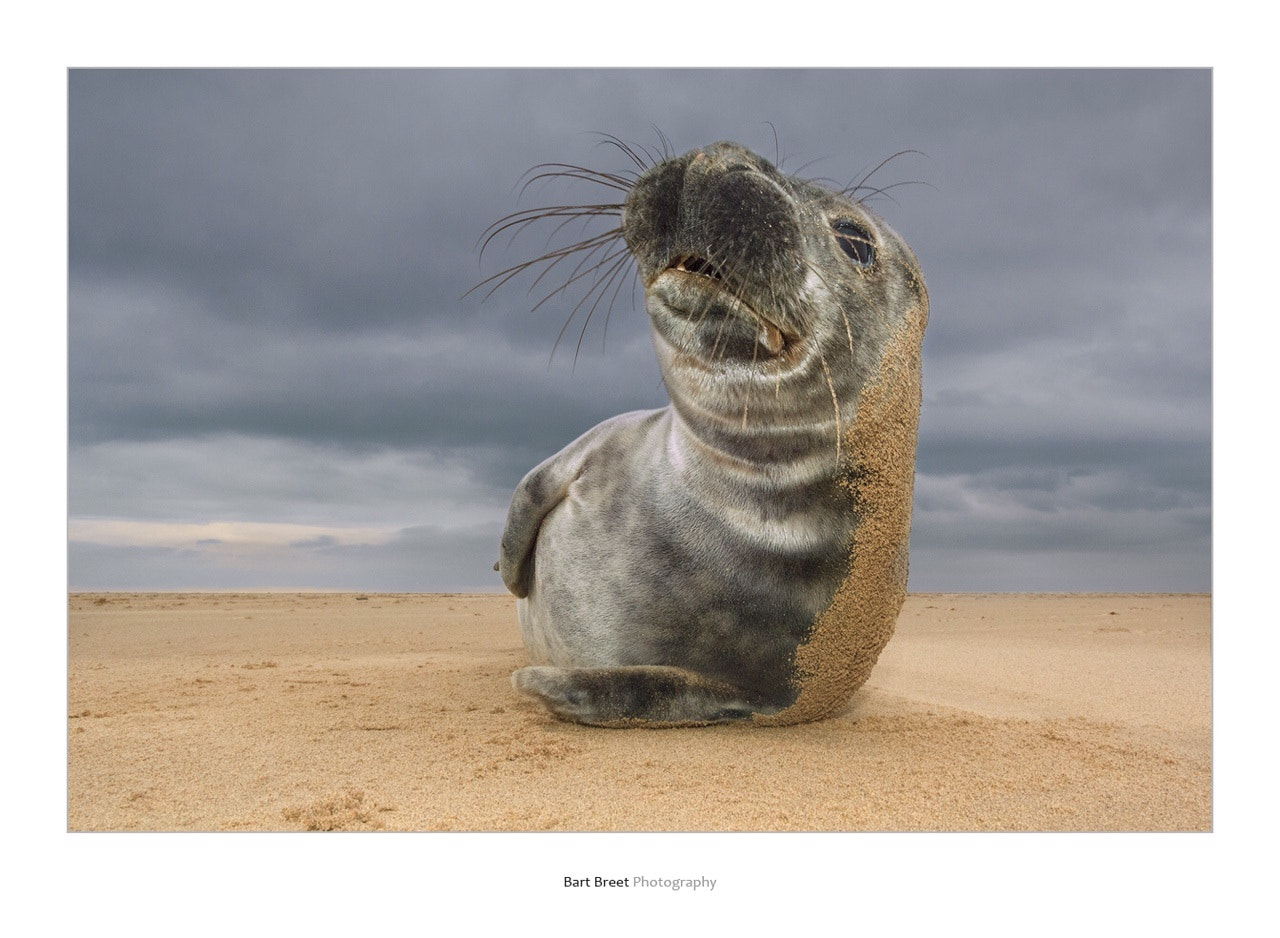 Nikon D2X sample photo. Grey seal at donna nook photography