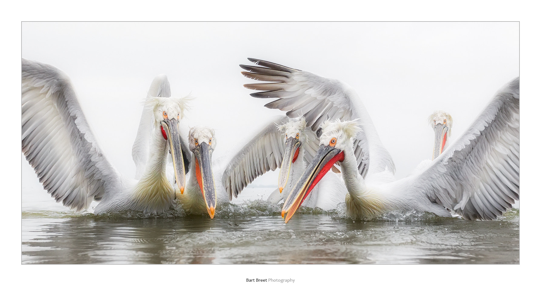 Canon EOS-1D Mark IV sample photo. Group of dalmatian pelicans at lake kerkini, greece photography