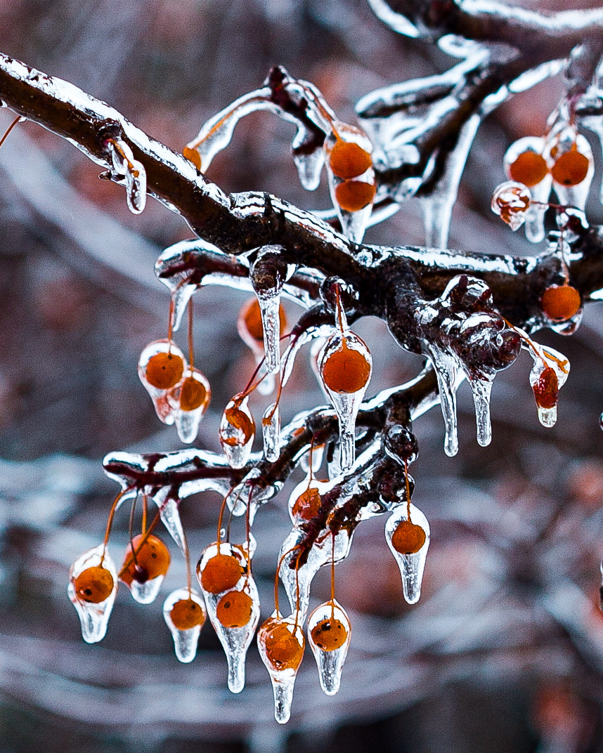 Canon EF 100mm F2.8 Macro USM sample photo. A cold december rain photography