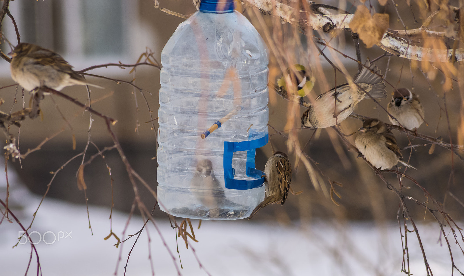 Sony SLT-A65 (SLT-A65V) + Tamron AF 55-200mm F4-5.6 Di II LD Macro sample photo. Sparrows photography