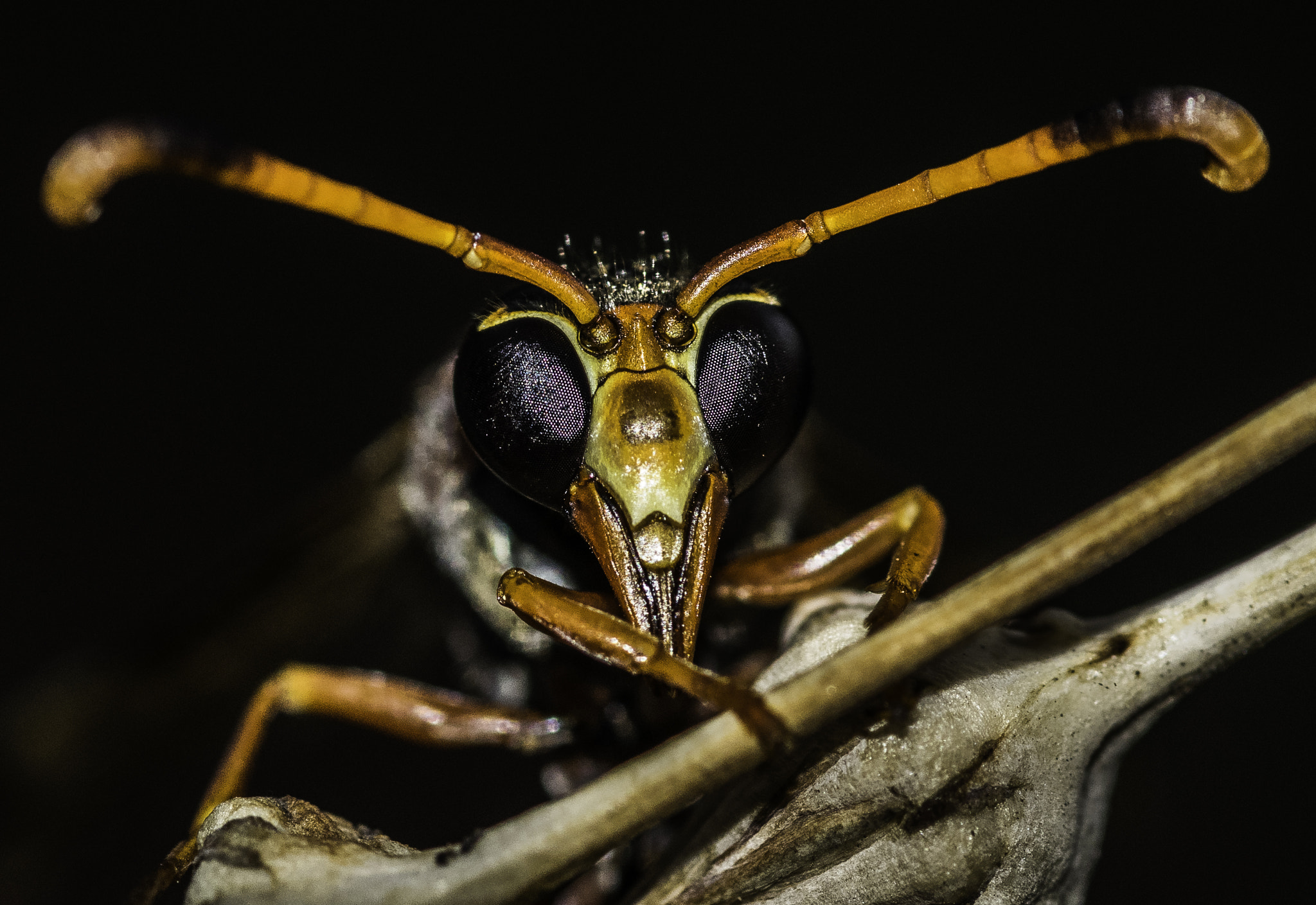 Nikon D5300 + Tokina AT-X Pro 100mm F2.8 Macro sample photo. Wasp (polistes sp.) photography