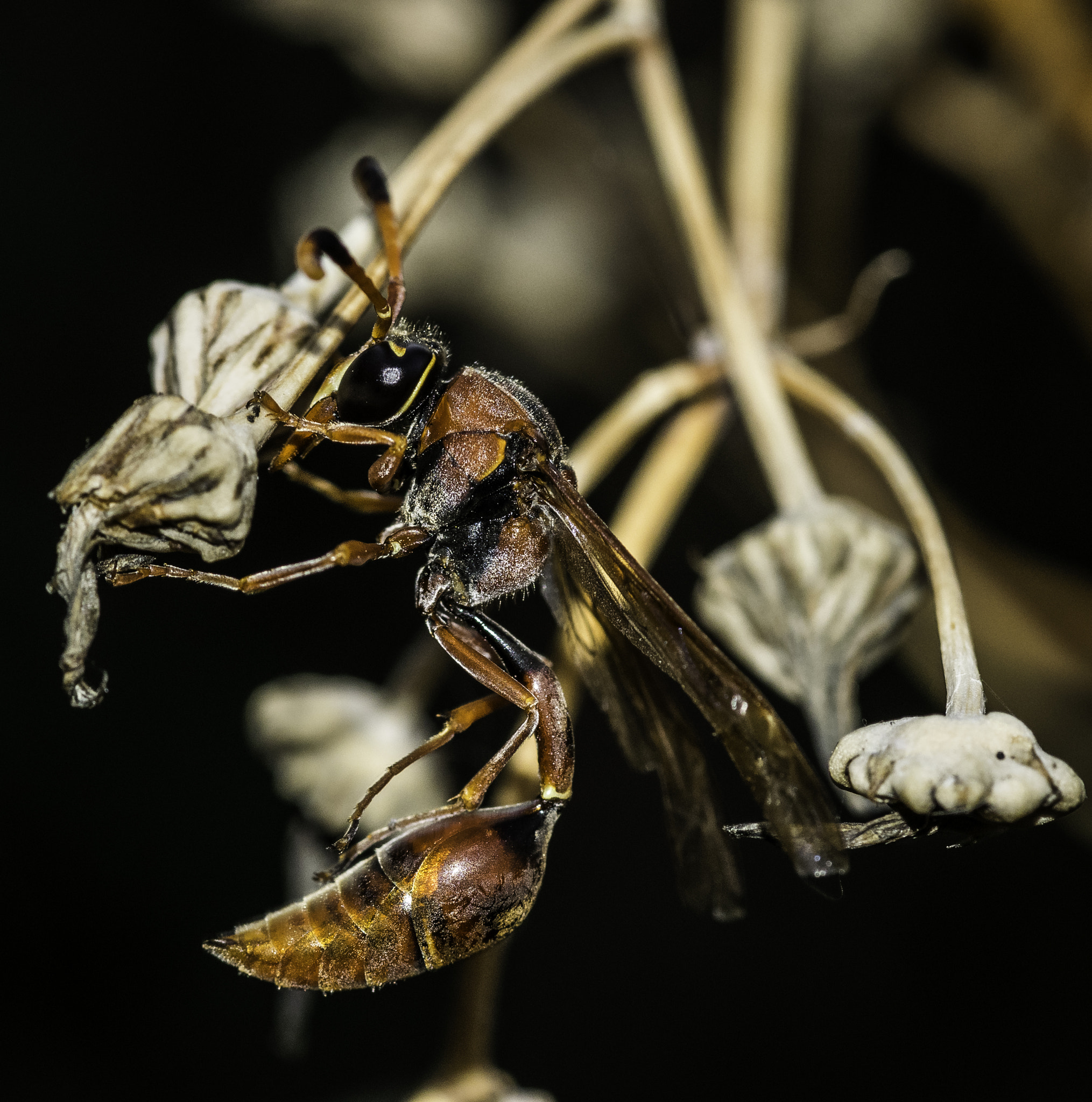 Nikon D5300 + Tokina AT-X Pro 100mm F2.8 Macro sample photo. Wasp (polistes sp.) photography