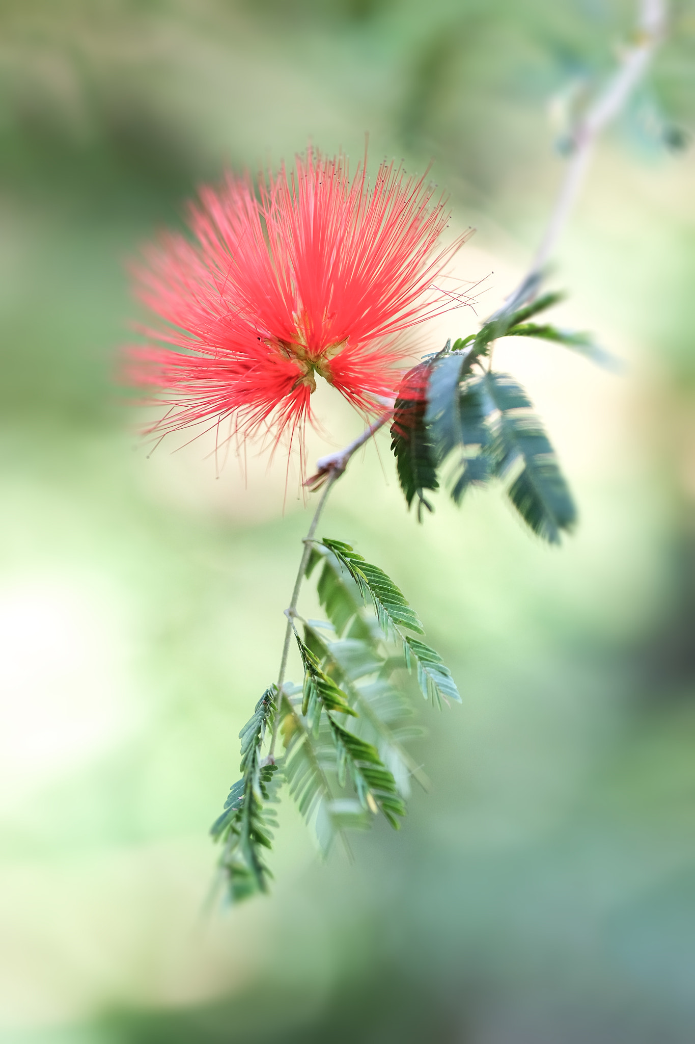 Fujifilm X-E2 + Fujifilm XF 90mm F2 R LM WR sample photo. Floral fireworks photography