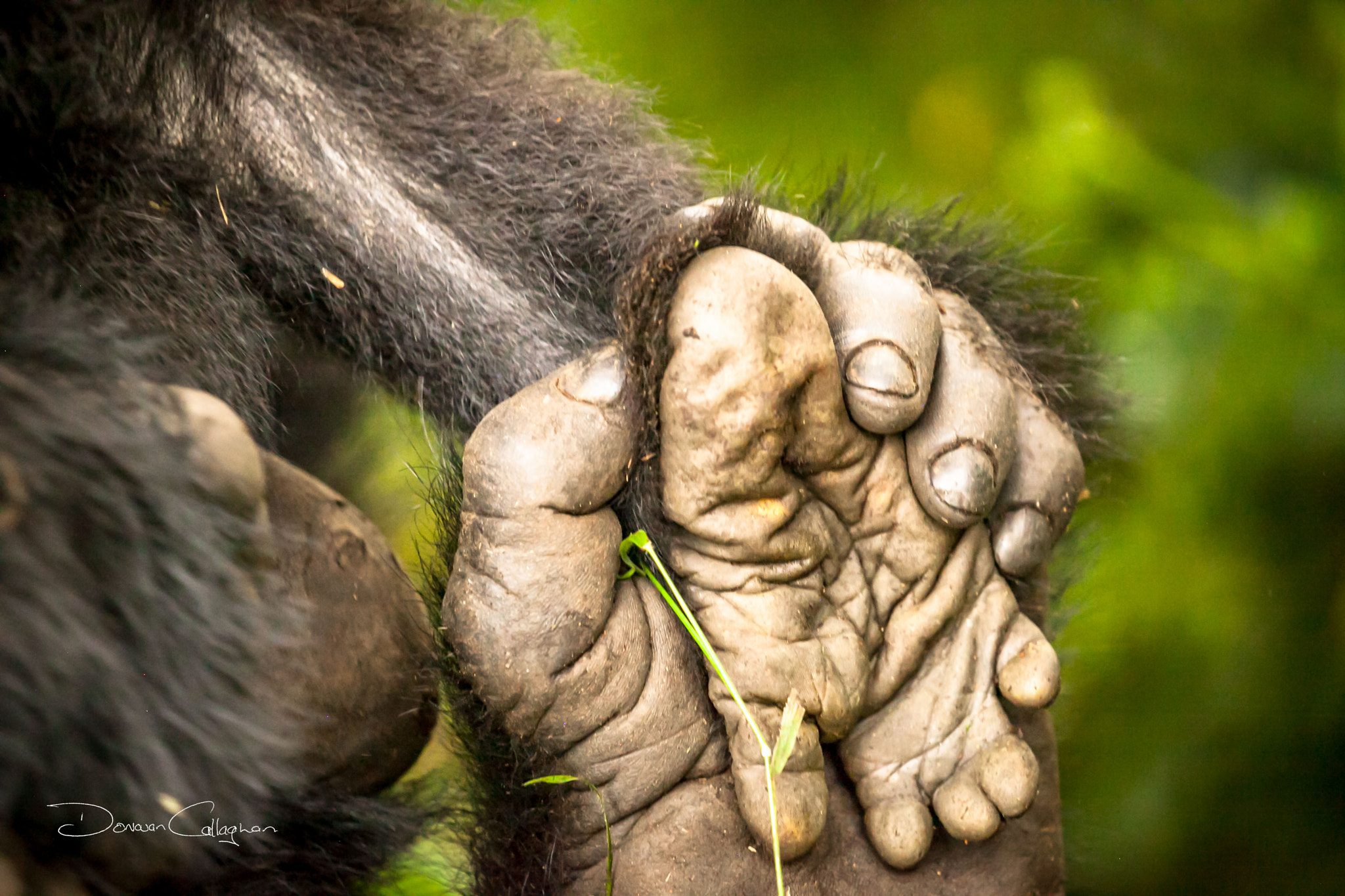 Canon EOS 5D Mark II sample photo. Gorilla infant foot held by older gorilla's hand photography