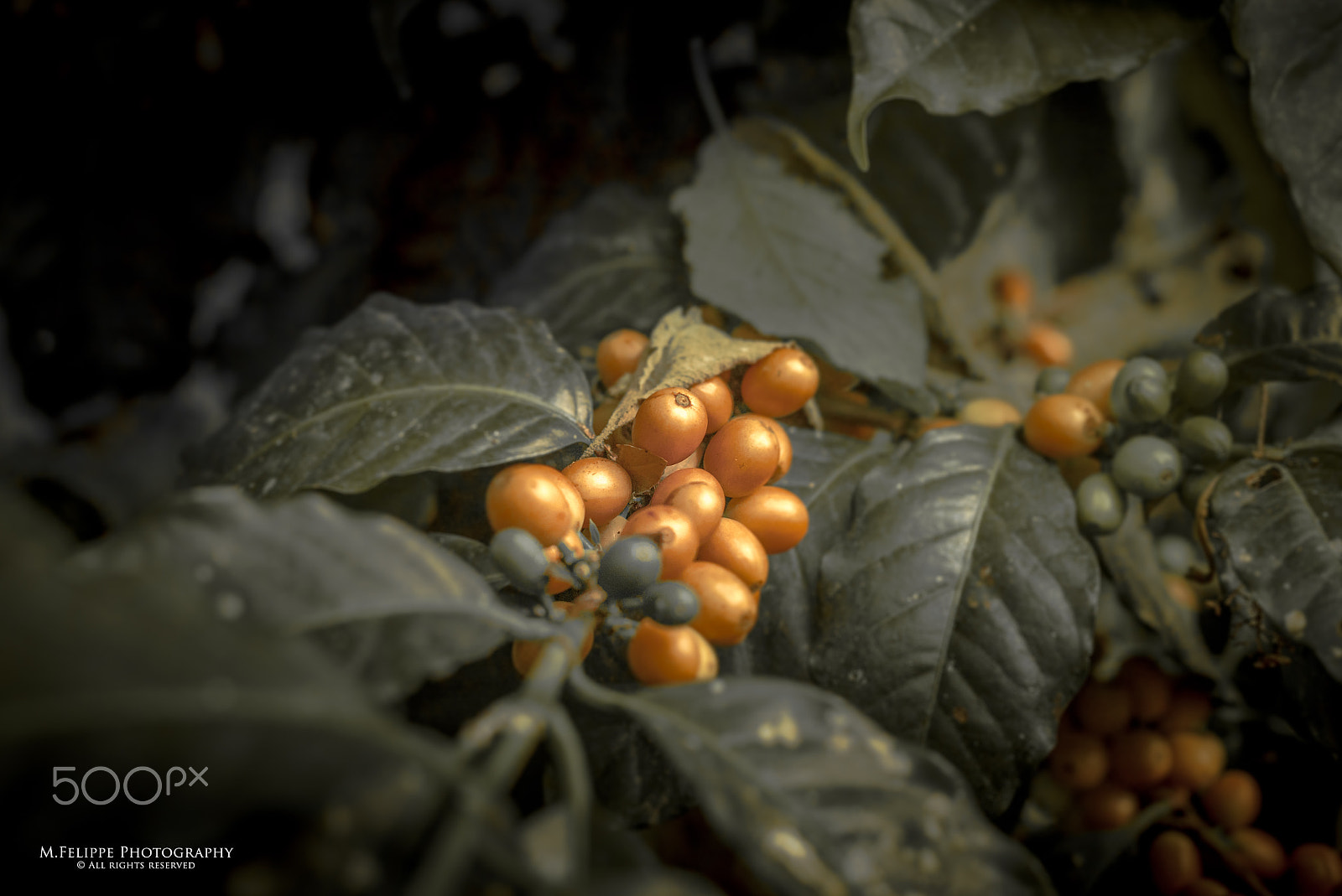 Sony a7S II + Sony DT 50mm F1.8 SAM sample photo. So simple and so delicious photography