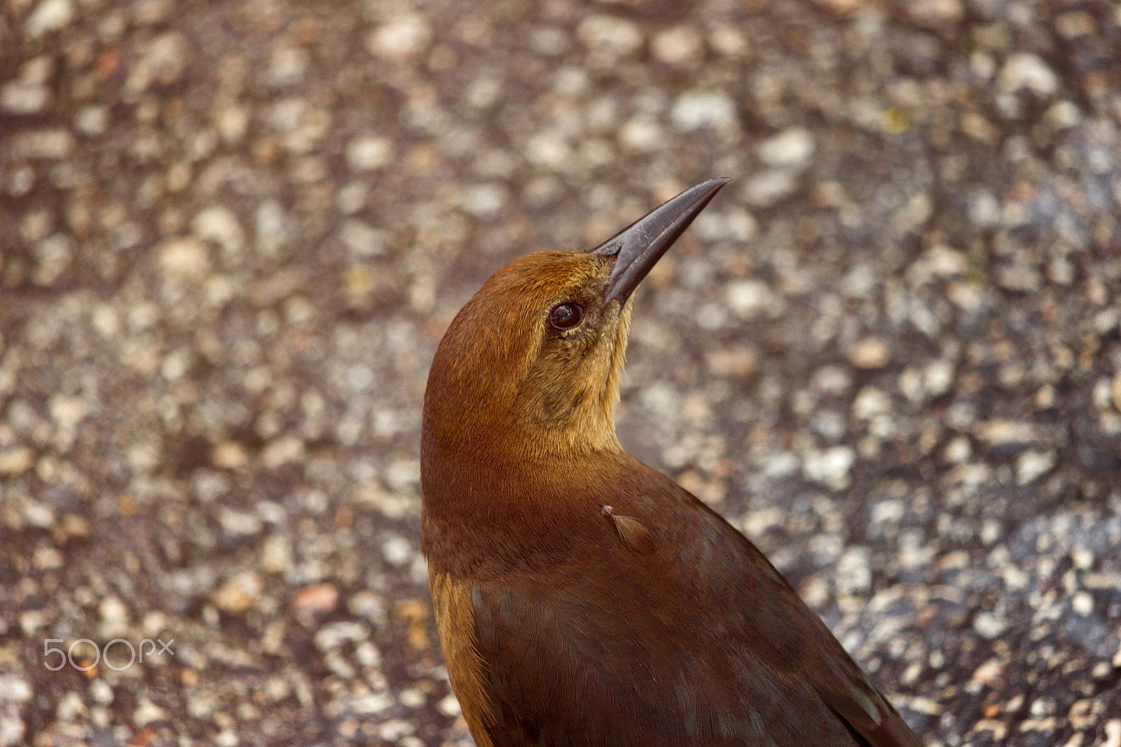 Canon EF-S 55-250mm F4-5.6 IS STM sample photo. Amazing light! photography