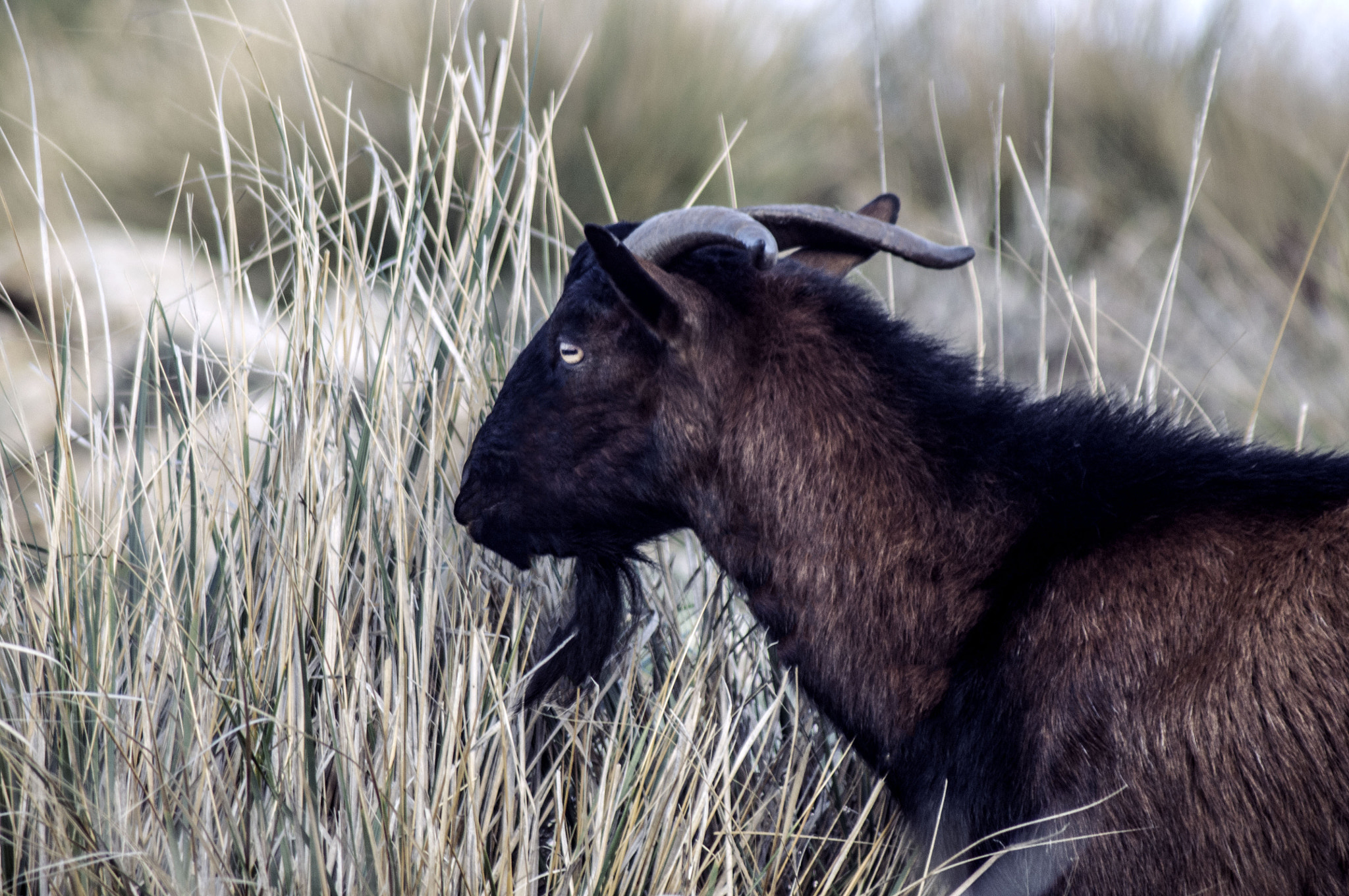 Tamron AF 70-300mm F4-5.6 LD Macro 1:2 sample photo. Capra hircus photography