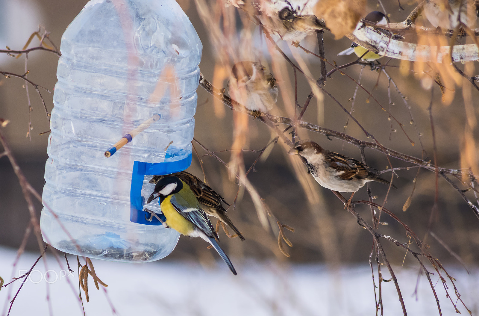 Tamron AF 55-200mm F4-5.6 Di II LD Macro sample photo. Titmouse and sparrows photography