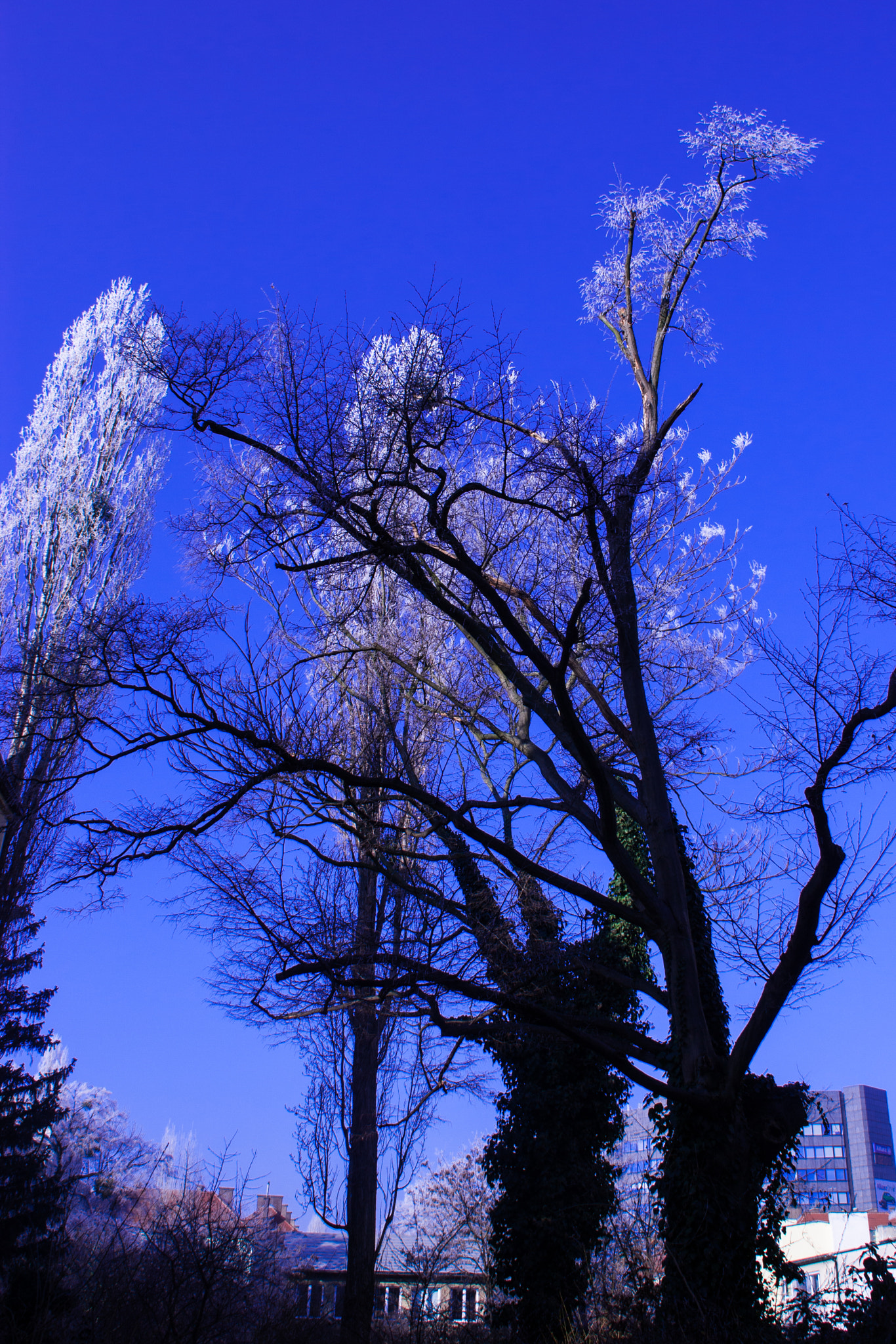 Canon EOS 450D (EOS Rebel XSi / EOS Kiss X2) sample photo. Ice tops photography