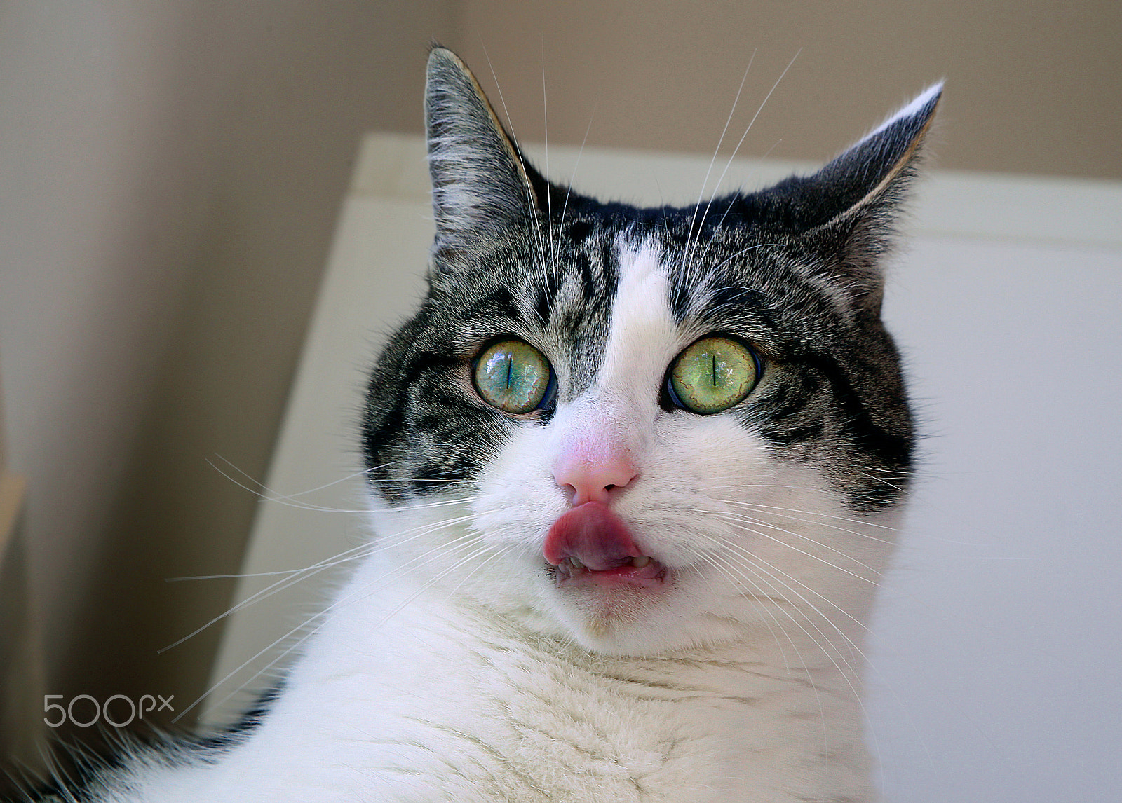 Canon EF 28-105mm f/3.5-4.5 USM sample photo. My cat photography