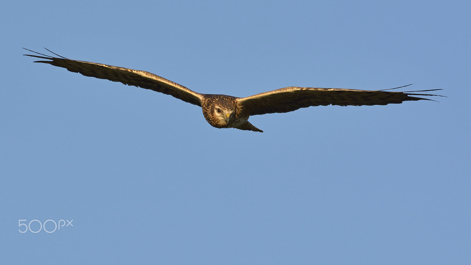 Nikon D7100 + Nikon AF-S Nikkor 500mm F4G ED VR sample photo. Montagu's harrier photography