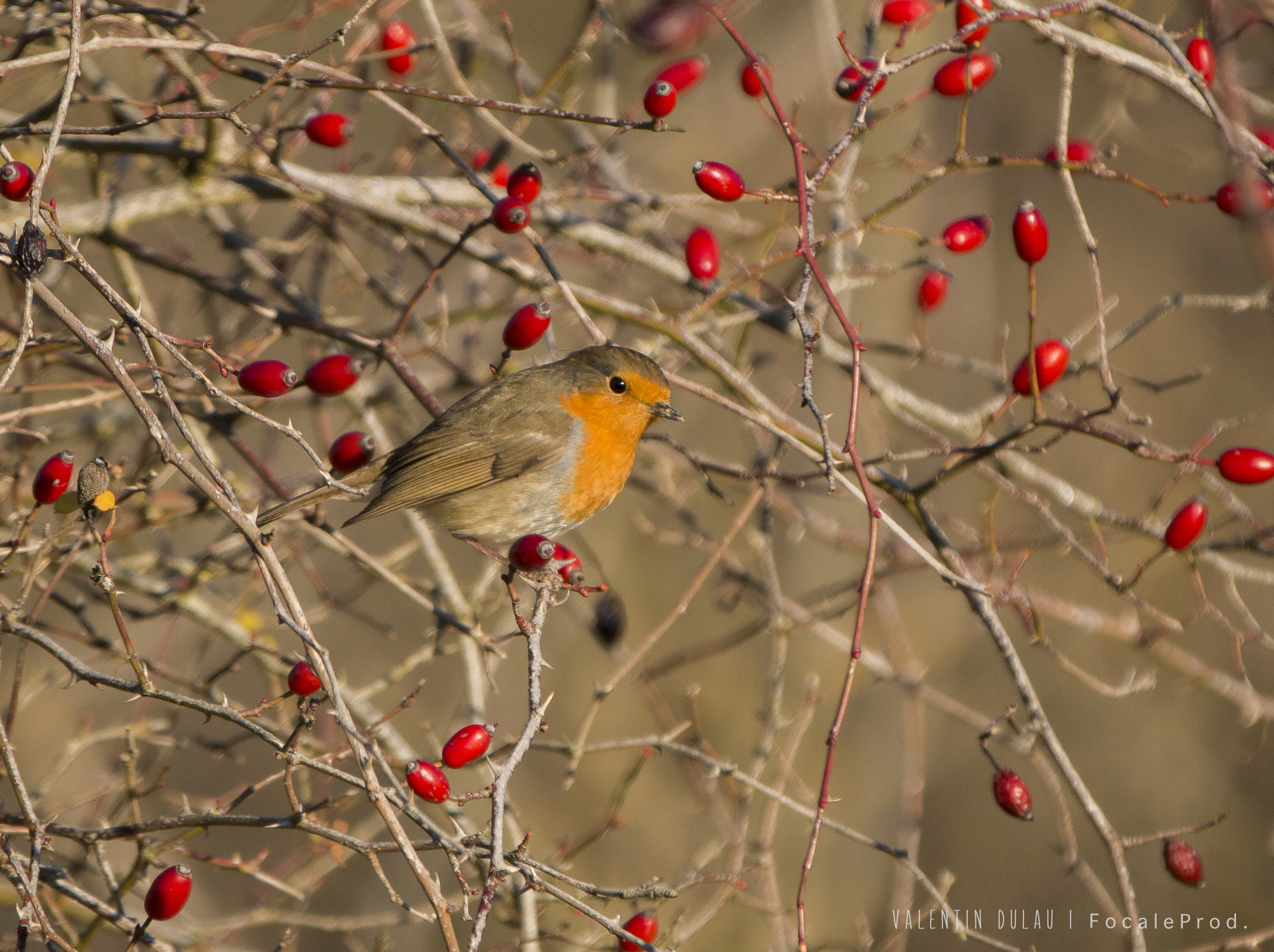 Canon EF 70-200mm F2.8L IS II USM sample photo. Rouge gorge photography