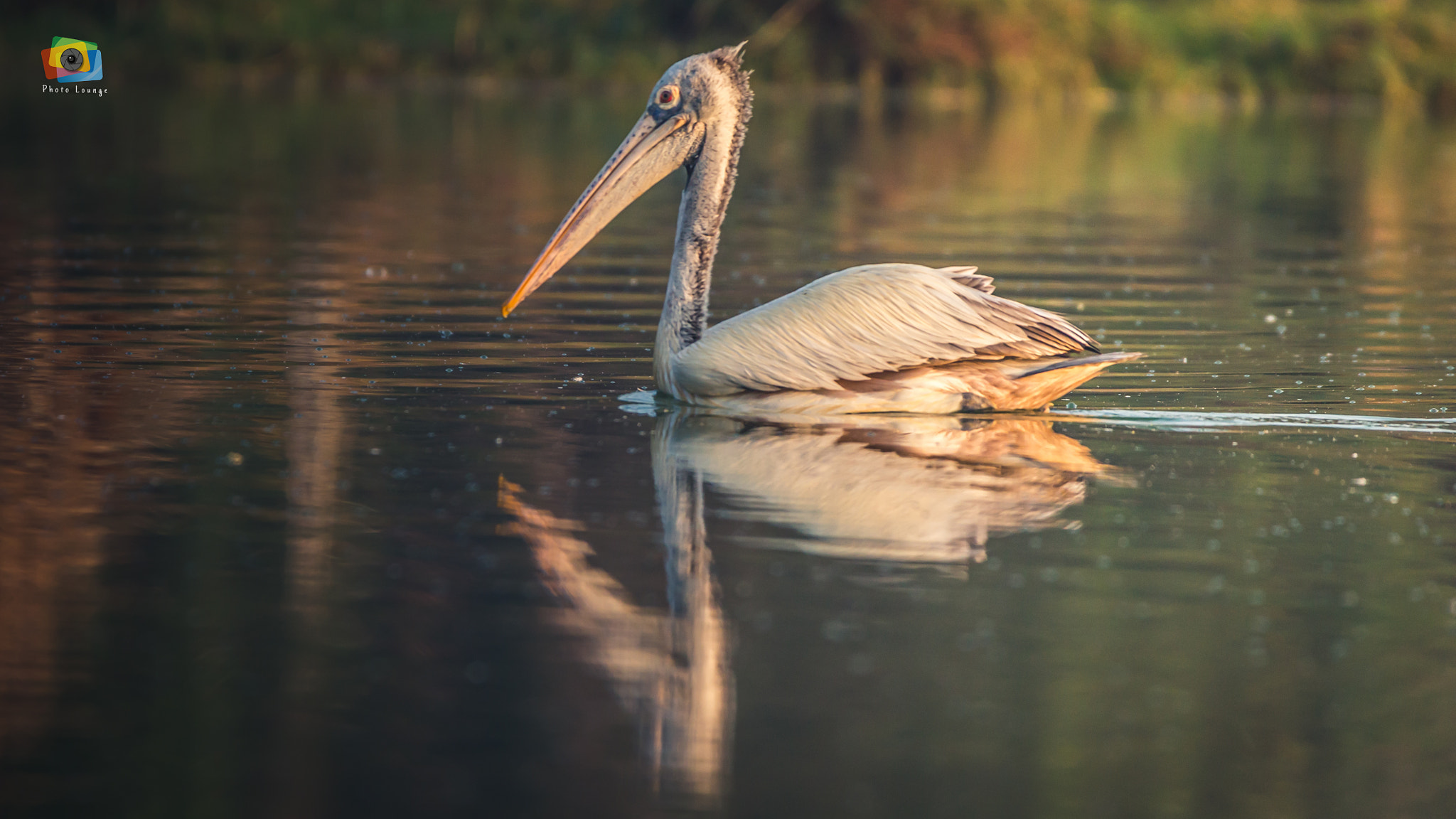 150-600mm F5-6.3 DG OS HSM | Contemporary 015 sample photo. Spot-billed pelican photography
