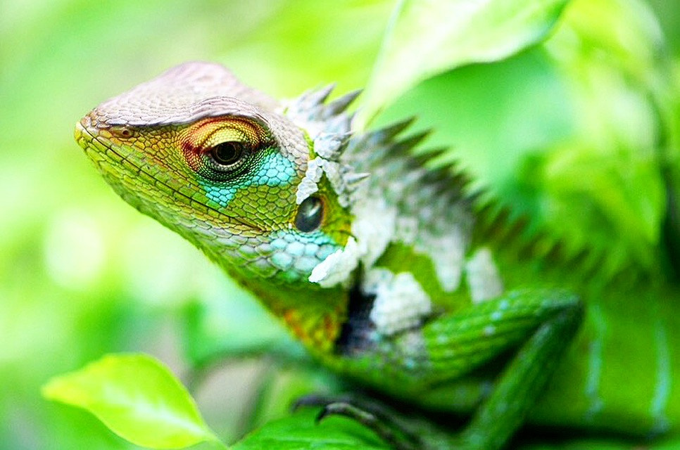 Nikon AF-S Micro-Nikkor 105mm F2.8G IF-ED VR sample photo. Wonders of nature! it can change the colour to match the background. photography