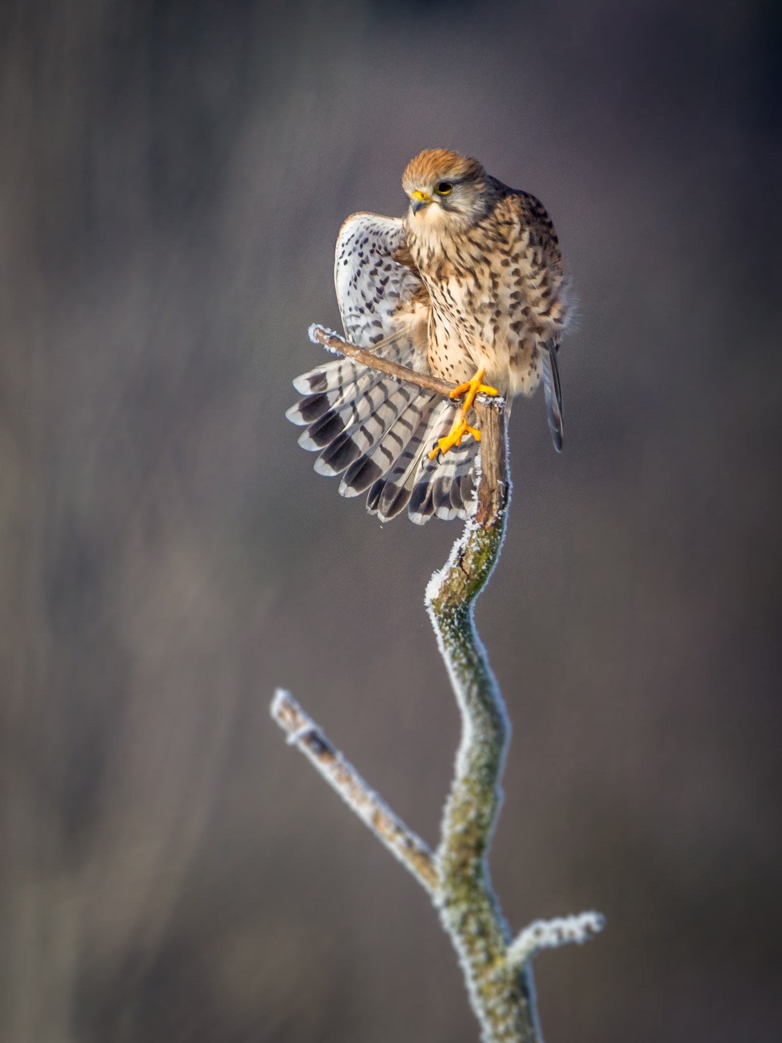 Canon EF 300mm F2.8L IS USM sample photo. Wild and free photography