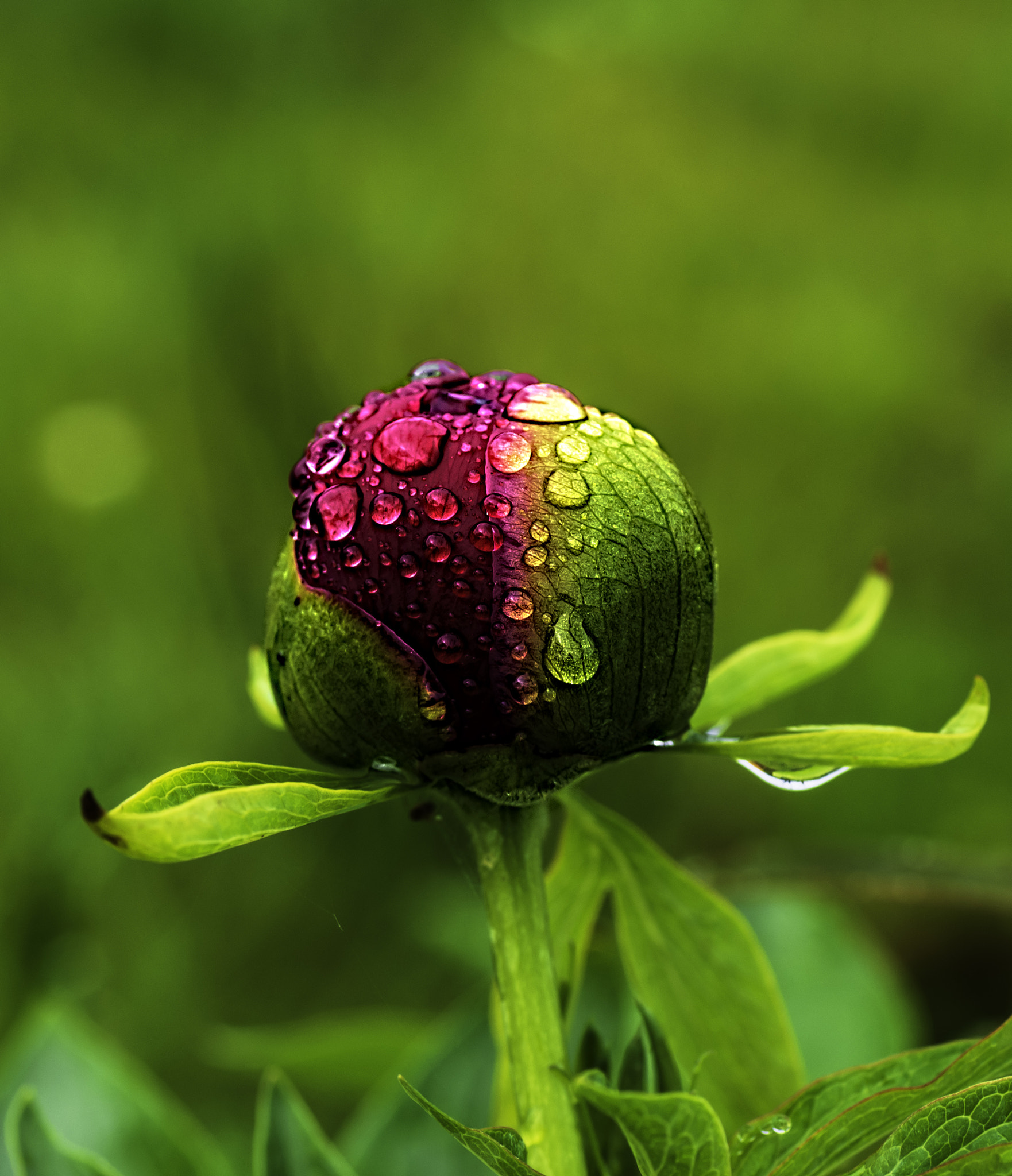 Pentax K-5 II + Sigma sample photo. Pivoine photography