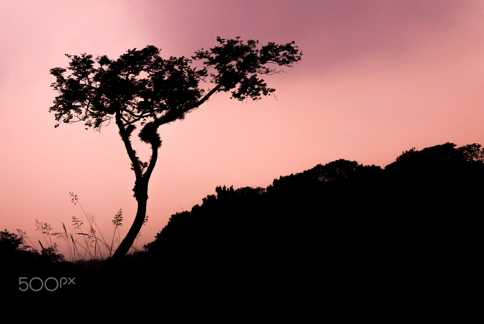 Nikon D200 sample photo. Tree in silhouette photography