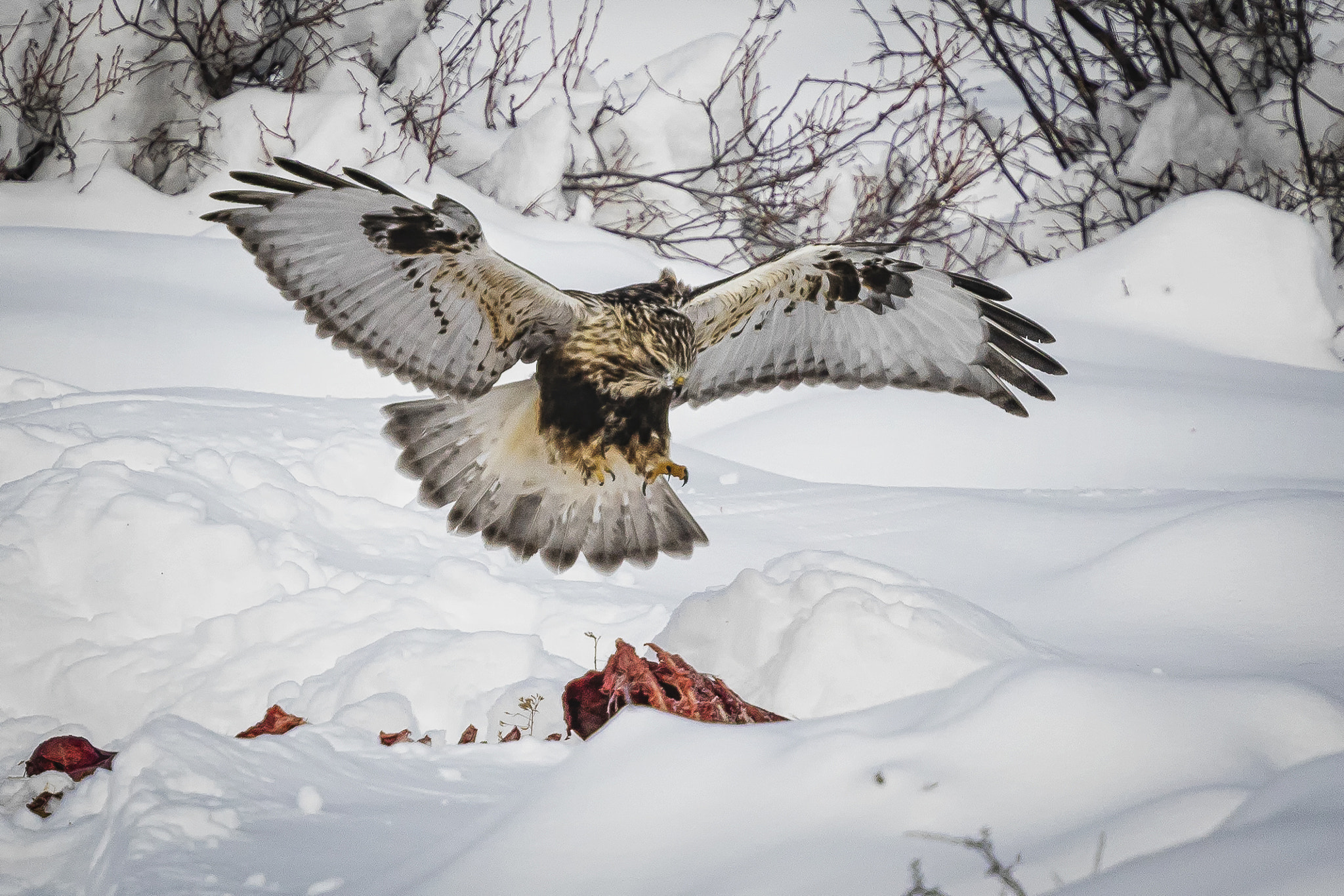 Canon EF 400mm F4 DO IS II USM sample photo. Rough legged hawk photography