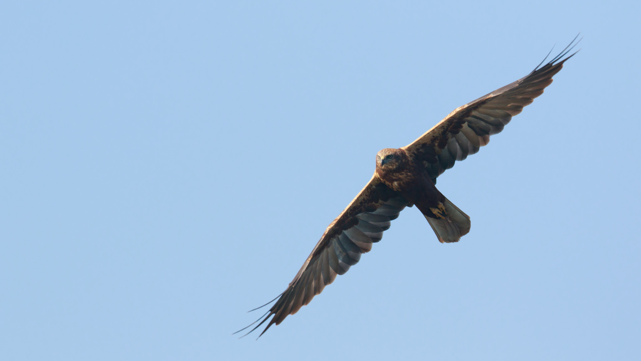 Canon EF 600mm F4L IS II USM sample photo. Marsh harrier photography