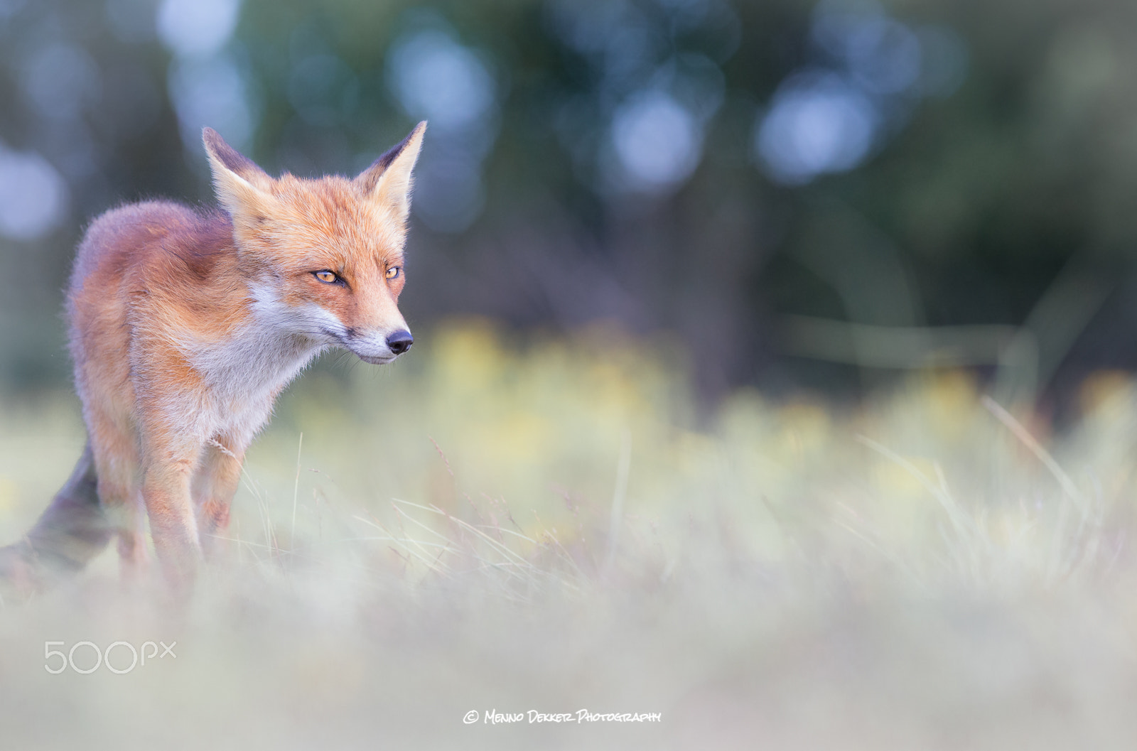 Canon EOS-1D X + Canon EF 300mm F2.8L IS USM sample photo. Curious fox….. photography