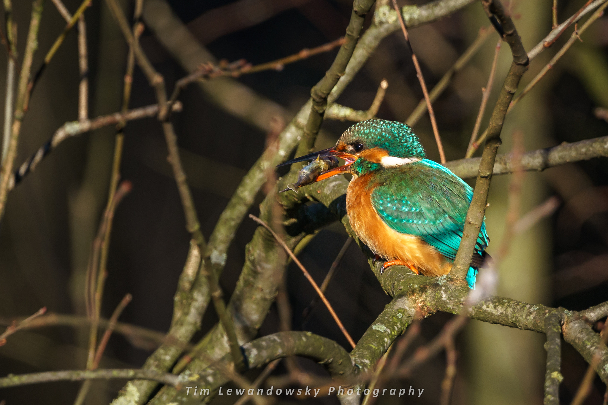 Sony a7 II + Sony 70-400mm F4-5.6 G SSM sample photo. Eisvogel dame erika mit ihrem fisch.  photography