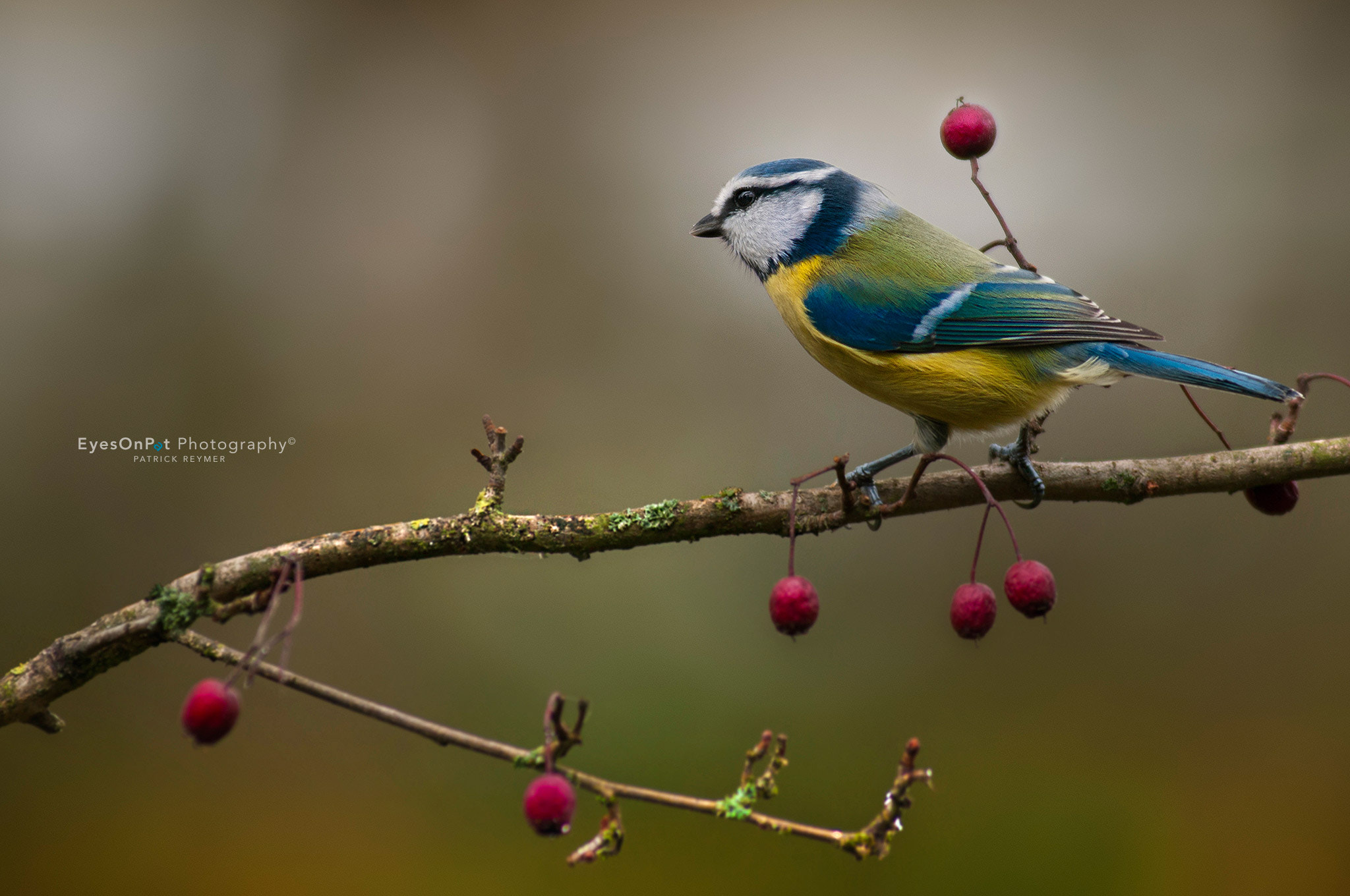 Nikon AF-Nikkor 80-200mm F2.8D ED sample photo. Blue tit photography