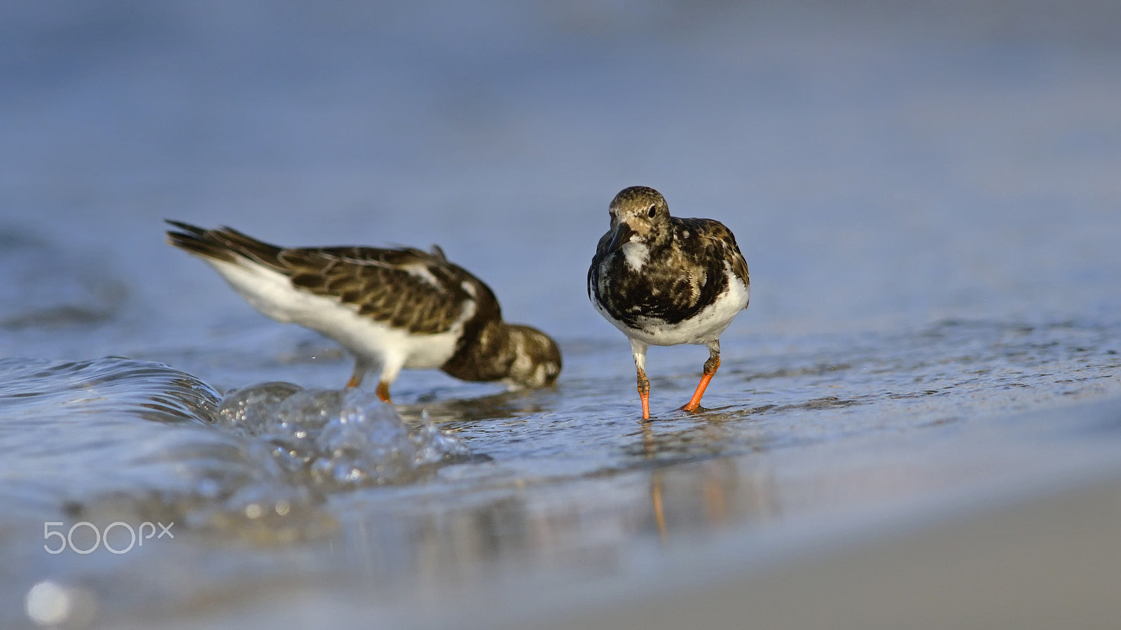 Sigma 300mm F2.8 APO EX DG HSM sample photo. Turnstones photography