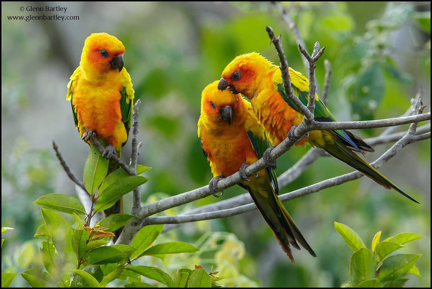 Canon EF 600mm F4L IS II USM sample photo. Sun parakeet (aratinga solstitialis) photography