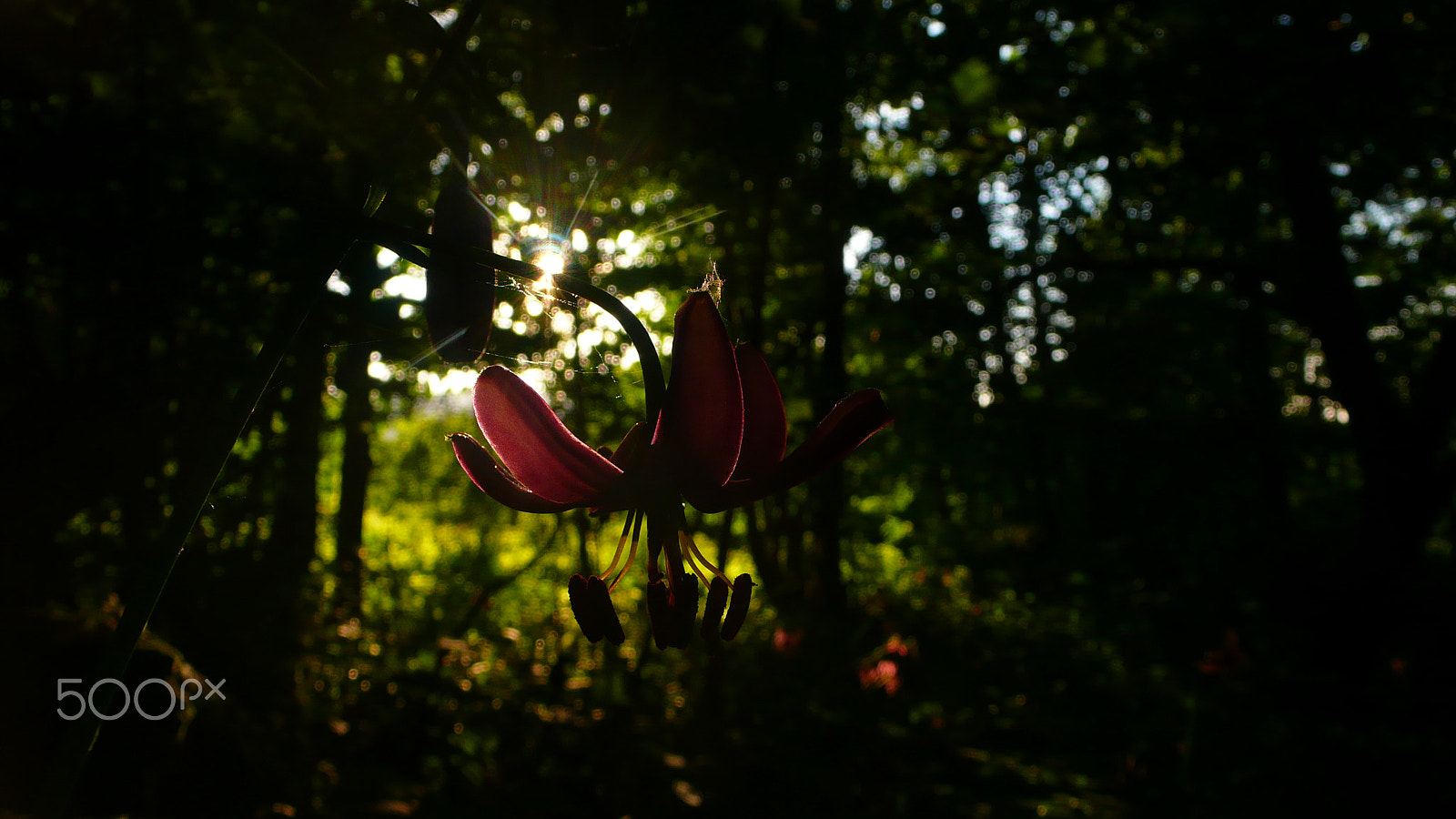 Panasonic DMC-LX2 sample photo. Untitled (lilium martagon) photography