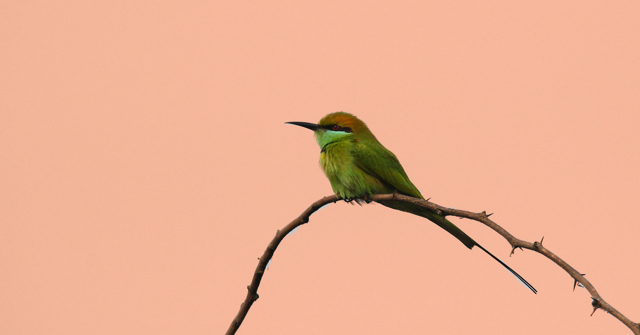 Canon EOS 60D + Sigma 150-600mm F5-6.3 DG OS HSM | C sample photo. Green bee-eater photography