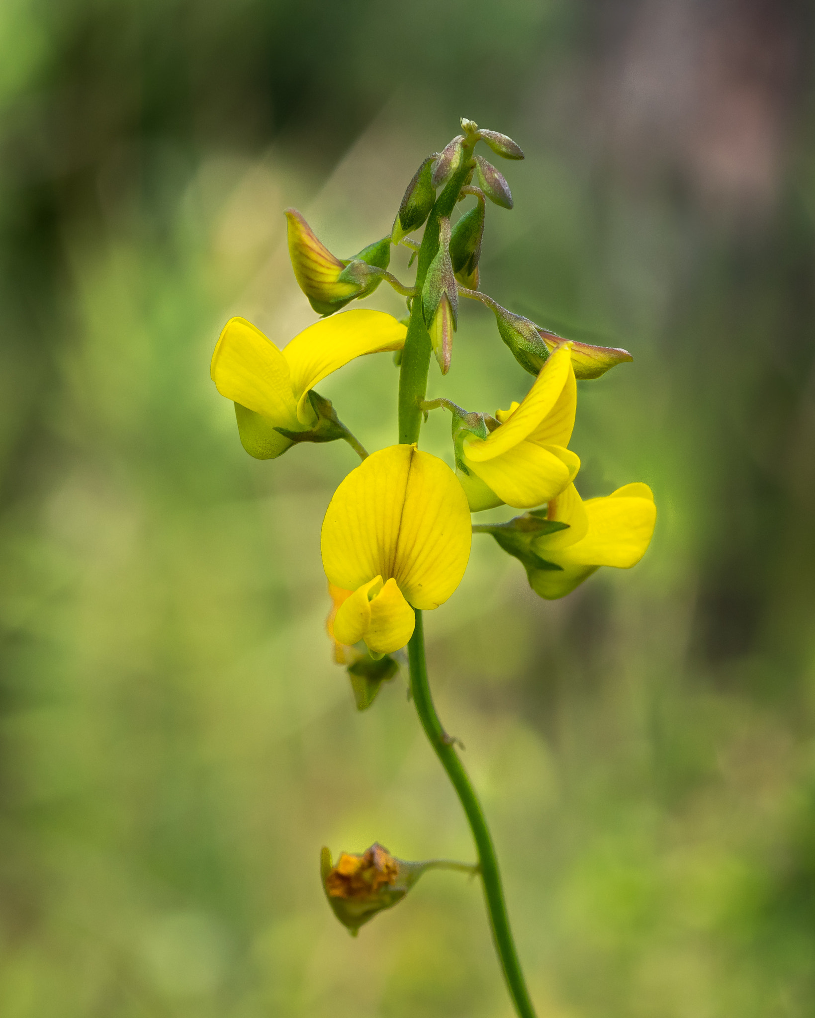 Olympus OM-D E-M1 + OLYMPUS 50mm Lens sample photo. Rattlepods (crotalaria sp.) photography
