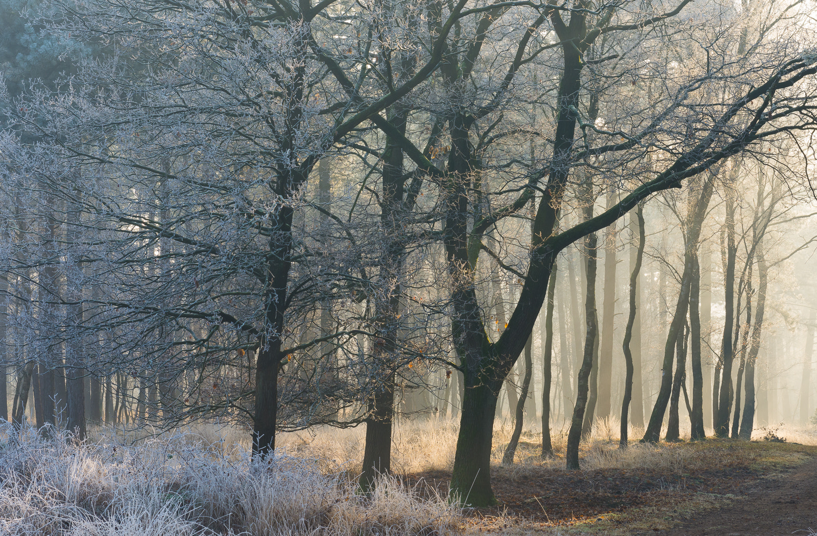 Nikon D7200 + Nikon AF-S Nikkor 24-70mm F2.8G ED sample photo. Wintertime photography