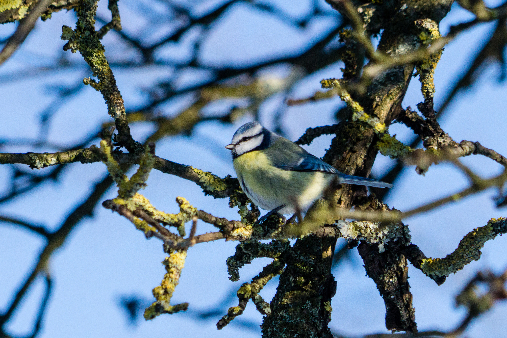 Sony a6000 + Sony FE 24-240mm F3.5-6.3 OSS sample photo. Blue titmouse photography