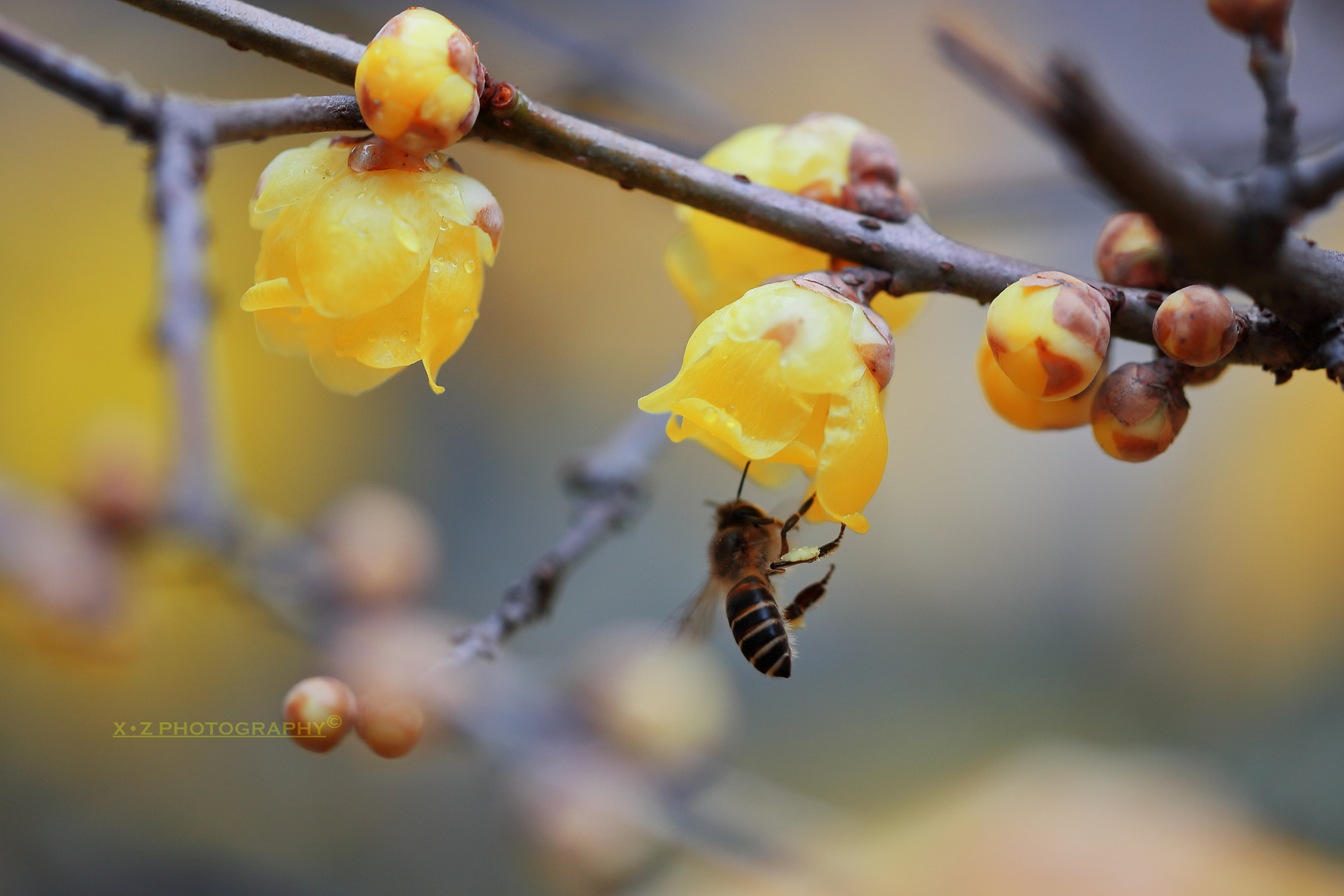 Canon EF 180mm F3.5L Macro USM sample photo. A busy bee among wintersweets photography
