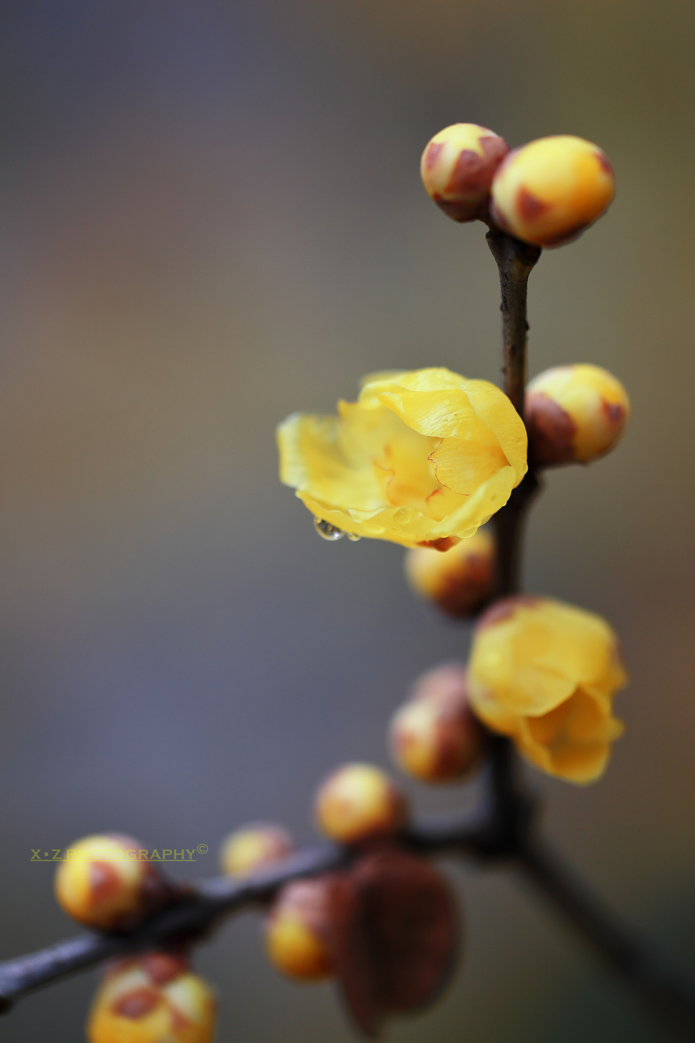 Canon EF 180mm F3.5L Macro USM sample photo. 腊梅 photography