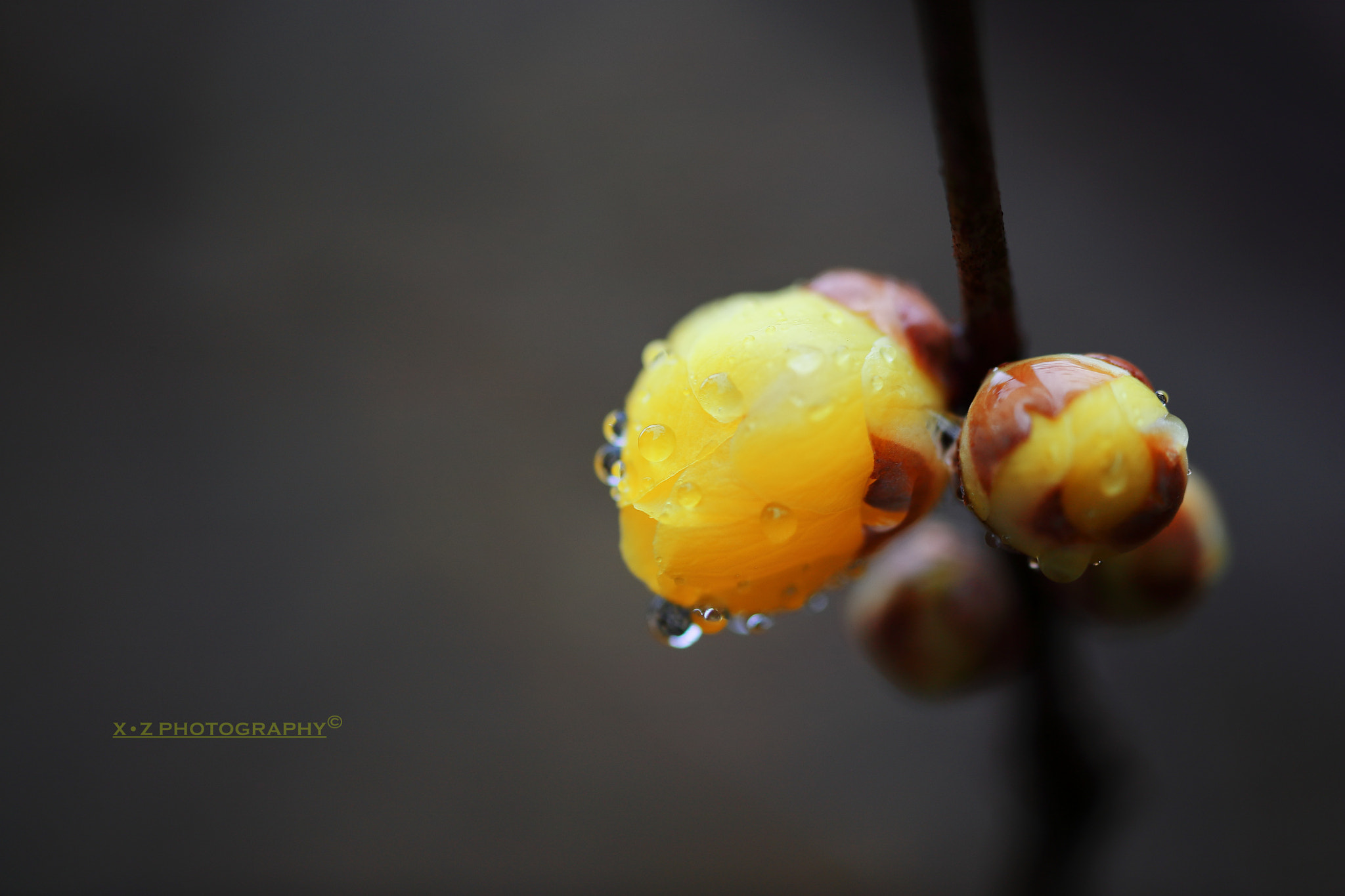 Canon EF 180mm F3.5L Macro USM sample photo. 腊梅 photography