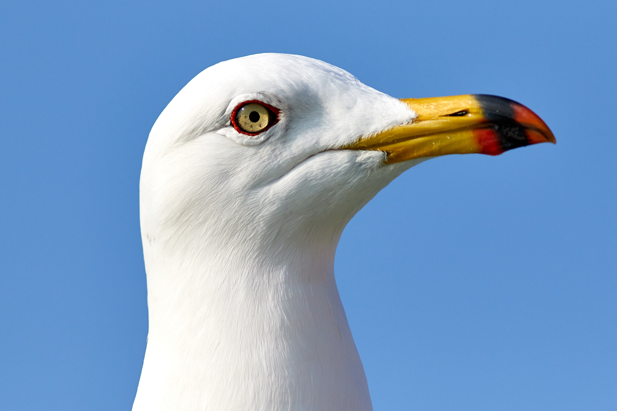 Canon EF 400mm F5.6L USM sample photo. Matching eyes and nose photography