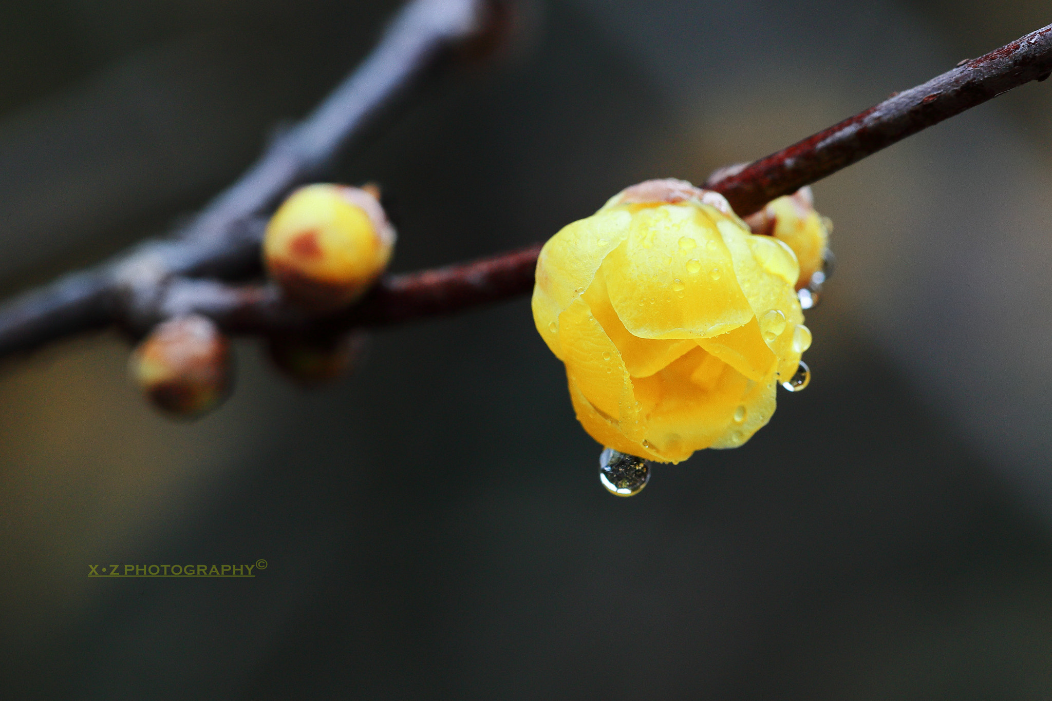 Canon EF 180mm F3.5L Macro USM sample photo. 腊梅 photography