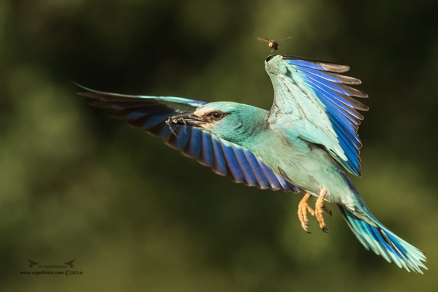 Canon EF 300mm F2.8L IS USM sample photo. Blauracke / roller photography