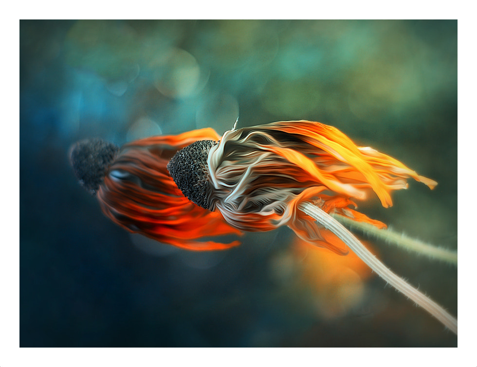 Canon EF 35-80mm f/4-5.6 sample photo. Jellyfish photography
